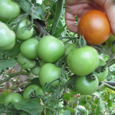 Томат Оренбуржец (селекции Сараева)