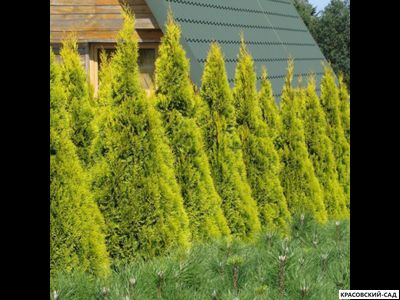 Туя Голден Смарагд - Golden Smaragd
