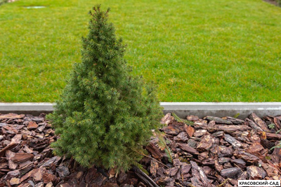 Ель канадская Conica - фото в саду - красовский-сад.рф