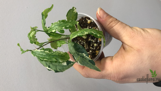 Ficus Sagittata Mutabilis / фикус сагиттата мутабилис