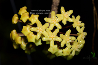 Hoya quinquenervia