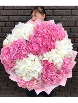 15 бело-розовых гортензий
