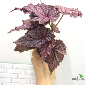 Бегония Tingley Mallet / Begonia incarnata var. purpurascens х Begonia Eldorado