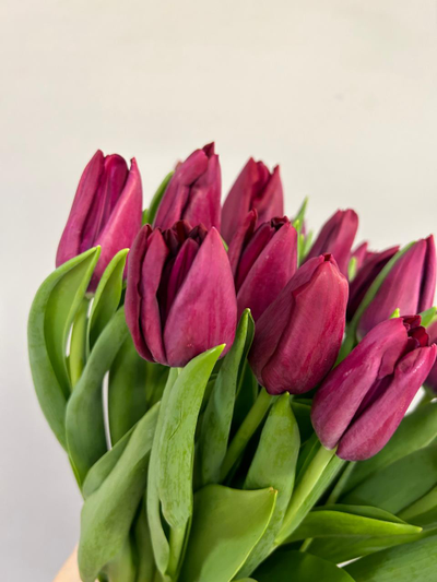 Букет тюльпанов бордо