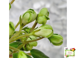 ML-Крыжовник (Miniviolets Lux) 2024 г.