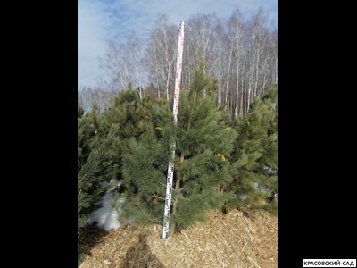 Кедр 6 метров