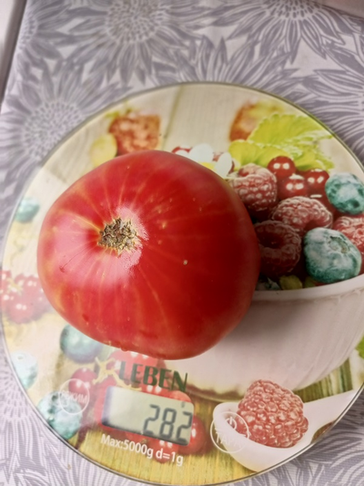 Томат Олимпийский огонь