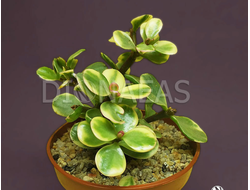 Портулакария Афра вариегата - Portulacaria Afra Variegata, Портулакария Африканская пестрая