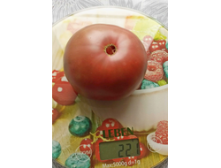 Томат Париж (Paris)