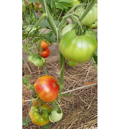 Томат Marvel striped (Полосатое чудо)