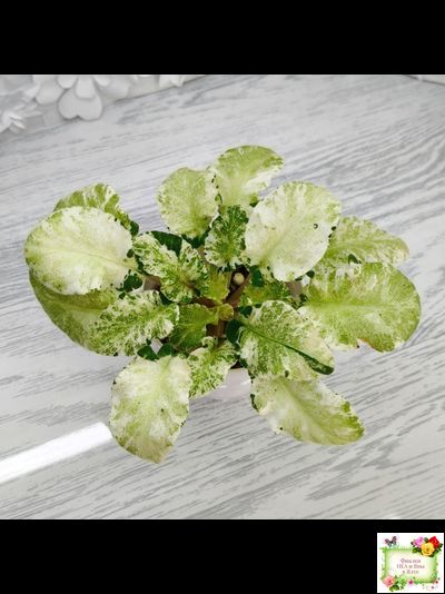 КНН-Крокус химерный спорт по листу