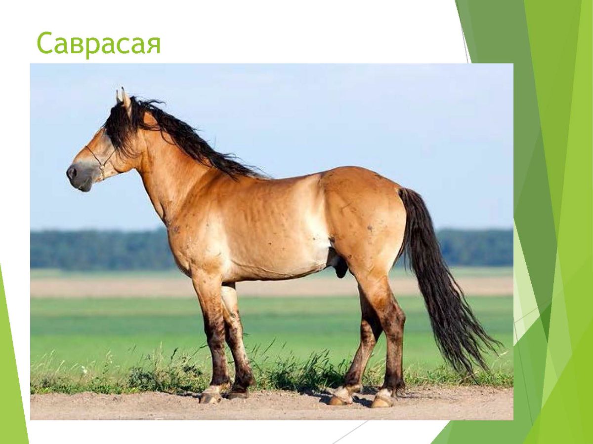 Саврасая масть