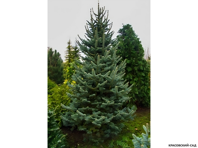 Пихта горная Аргентеа