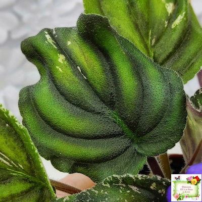 LV-БИГ (Л. Шевелева) 2024 г. трейлер (пасынок сорт посажен 15.08.25)