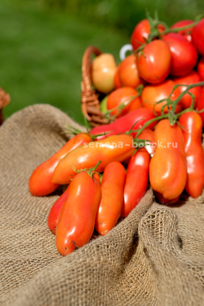 Томат Стрелка, 10 шт