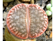 Lithops pseudotruncatella v. riehmerae (syn.edithiae) C097