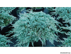Можжевельник Айс Блю - Icee Blue