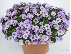 Калибрахоа Ombre Blue в горшке 0,5л
