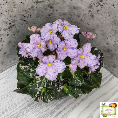 Н-Чехарда (Н. Бердникова) 2020 г. (пестролистный гёрл)