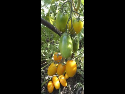 Томат Французская ледяная сосулька