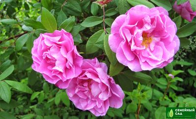 Роза "Therese Bugnet" (Тереза Багнет)