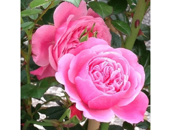 Старлет-Розе Ева