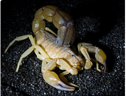 Желтый толстохвостый скорпион (Androctonus australis)