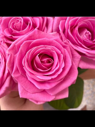 31 розовая роза