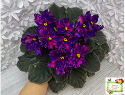 РС-Метагалактика (С. Репкина) 2018 г.