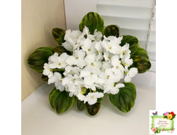 OS-Джунгарик (С.Осипова) (сортовой стартер)