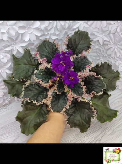 ВаТ-Тип-Топ (Т. Валькова) 2015 г. (лист посажен 04.02.26)