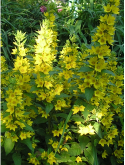 Вербейник точечный