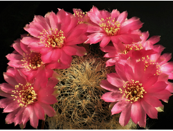 Sulcorebutia patriciae LH 1123 - 5 семян