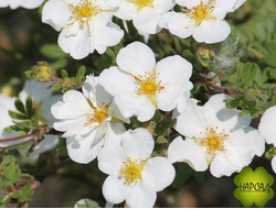 Лапчатка кустарниковая "Абботсвуд" (саженцы 40 см)