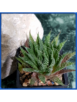 Aloe aristata