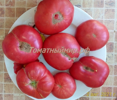 Томат Бой-бой (Boy-boy)