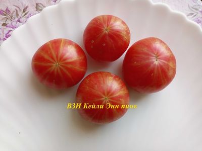 Томат Восставший Звездный Истребитель Кэйли Энн Пинк (Rebel Starfighter Kayleigh Anne Pink)