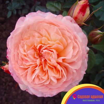 Сурир де Хавр (Sourire Du Havre)