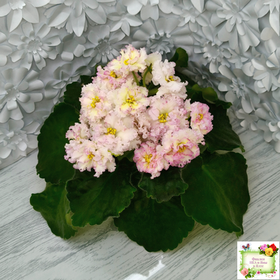 ЛЕ-Злато Скифов (Е. Лебецкая) 2015 г.