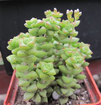 Crassula rupestris, Крассула рупестрис, Толстянка наскальная, суккулент ...