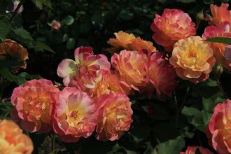 Приер де сен косм. (Prieure de St Cosme). шраб.