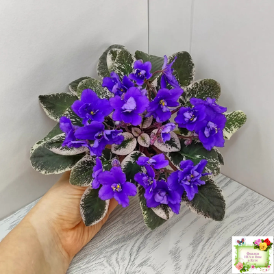 Hodss-Norway (Яна Ходченко) 2019 г. (пестролистный лонг)