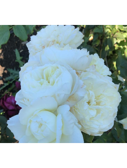 Пэйшнс (Patience)