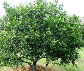 Лайм (Citrus aurantifolia) цедра (30 мл) - 100% натуральное эфирное масло
