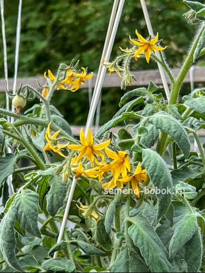 Томат Micro dwarf Allure (Аллюр), 10 шт