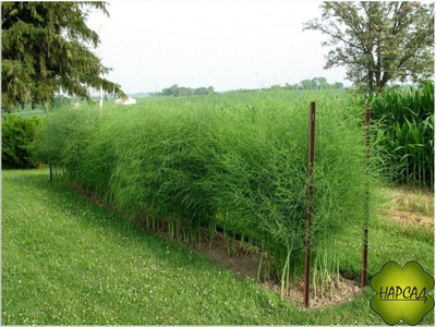 СПАРЖА (АСПАРАГУС) "ЦАРСКАЯ" (съедобная и красивая)