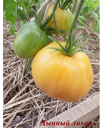 Томат Дынный ликер