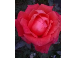 Импульс Ч/Г.