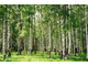 Гидролат Березы (Betula pubescens) 100 мл