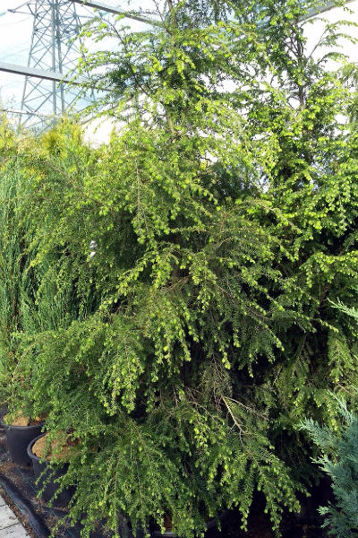 Тсуга канадская